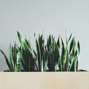 Plant growing on a palm tree