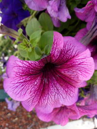 Close-up of pink flowering plant