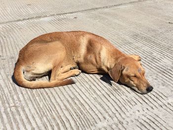 High angle view of dog sleeping on footpath