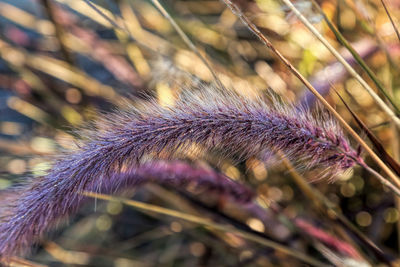 macro photography