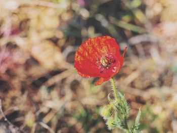 Close-up of red poppy flower