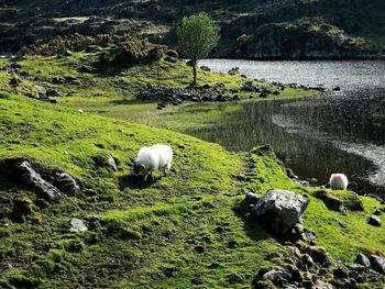 View of sheep on rock