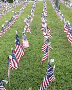 Zebra flags at cemetery