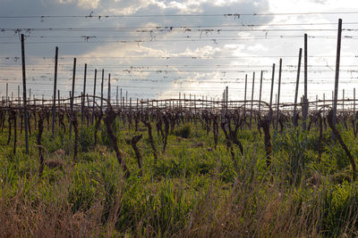 Plants growing on field against sky