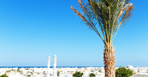 Palm tree by building against clear blue sky