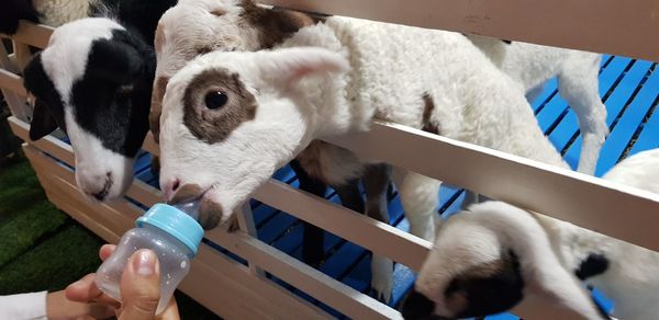 Close-up of hand holding lamb