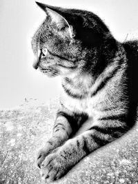 Close-up of a cat looking away