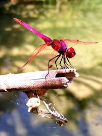 Close-up of insect on red leaf