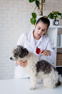 Vet examining dog. puppy at veterinarian doctor. animal clinic. pet check up and vaccination.