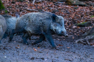 Side view of an animal on field