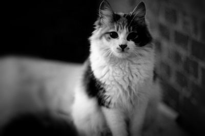 Close-up portrait of cat sitting