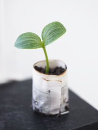 Seedling, close-up