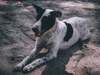 High angle view of dog looking away