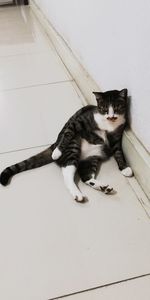 High angle portrait of cat relaxing on floor