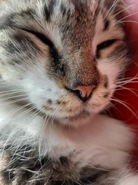 Close-up of cat looking away