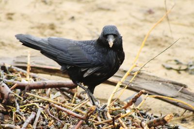 Close-up of bird perching on branch