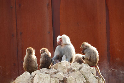 Monkey sitting on rock