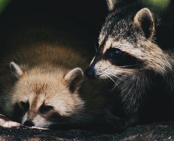 Close-up of raccoons relaxing on field