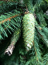 Close-up of pine tree