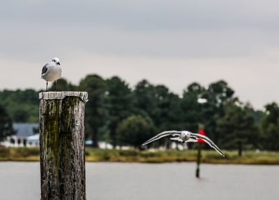 Bird perching on wooden post against sky