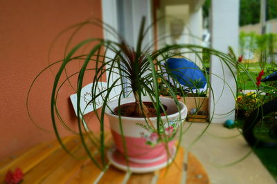 Close-up of plants on table