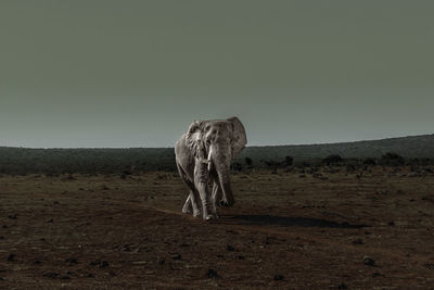 Elephant walking on landscape against sky