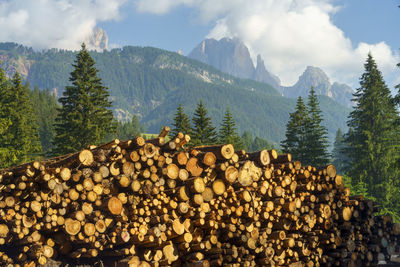 Stack of logs in forest