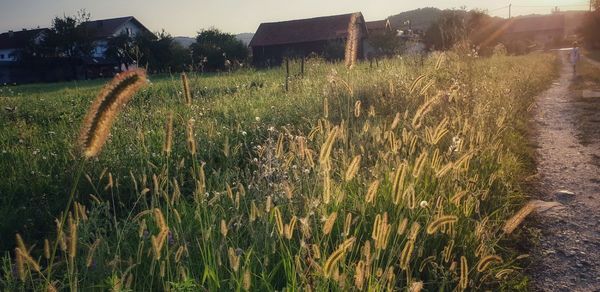 Plants growing on field against sky