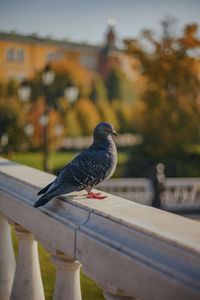 Close-up of pigeon perching on railing