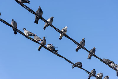 A flock of pigeons on electric wires on a sunny day