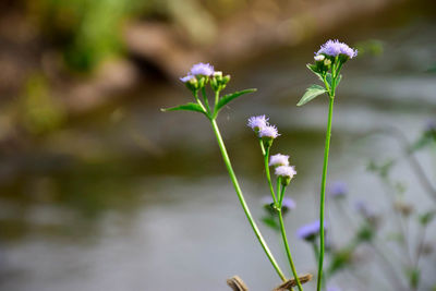 Close-up of flowers blooming outdoors