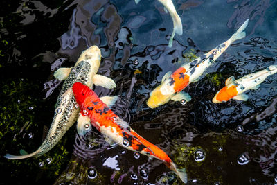 Koi carps swimming in pond