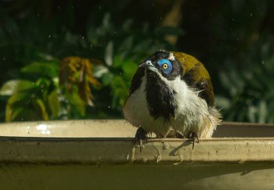 Close-up of bird perching on birdbath