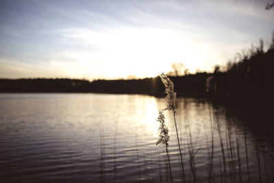 Close-up of plants by lake against sky during sunset