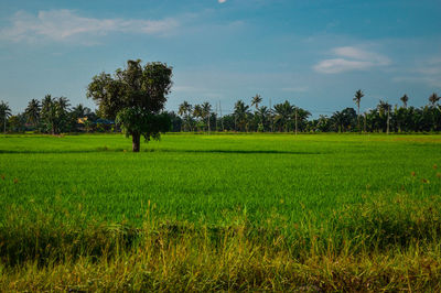 Scenic view of agricultural field against sky