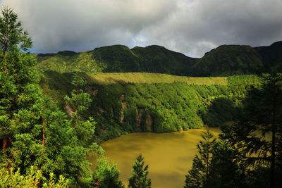 Scenic view of trees in forest against sky