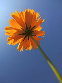 Low angle view of orange flower against blue sky