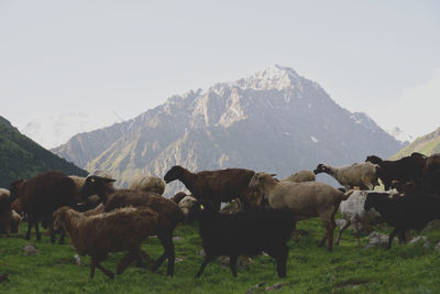 Cows on field against mountains