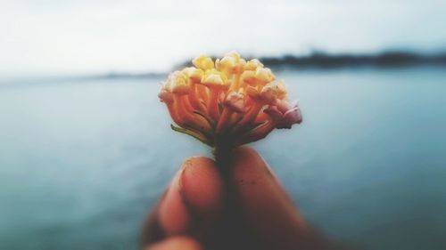 Close-up of hand holding flower at sea