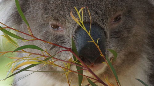 Close-up of dead plant eating