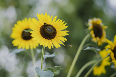 Close-up of yellow flowering plant