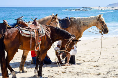 Side view of horses on shore