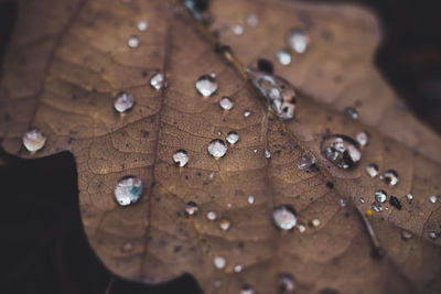 Close-up of raindrops on leaves