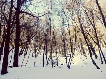 Bare trees on snow covered landscape