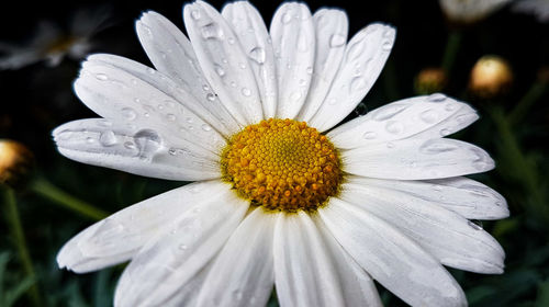 Close-up of wet white flower