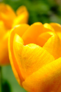 Close-up of orange rose flower