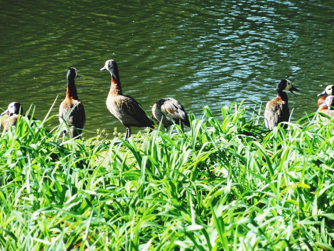 DUCKS ON LAKE