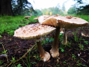 Close-up of mushroom on field