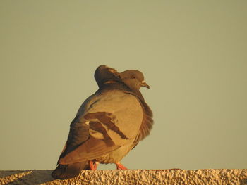 Pigeons perching on retaining wall against clear sky