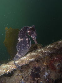 Close-up of fish swimming in sea